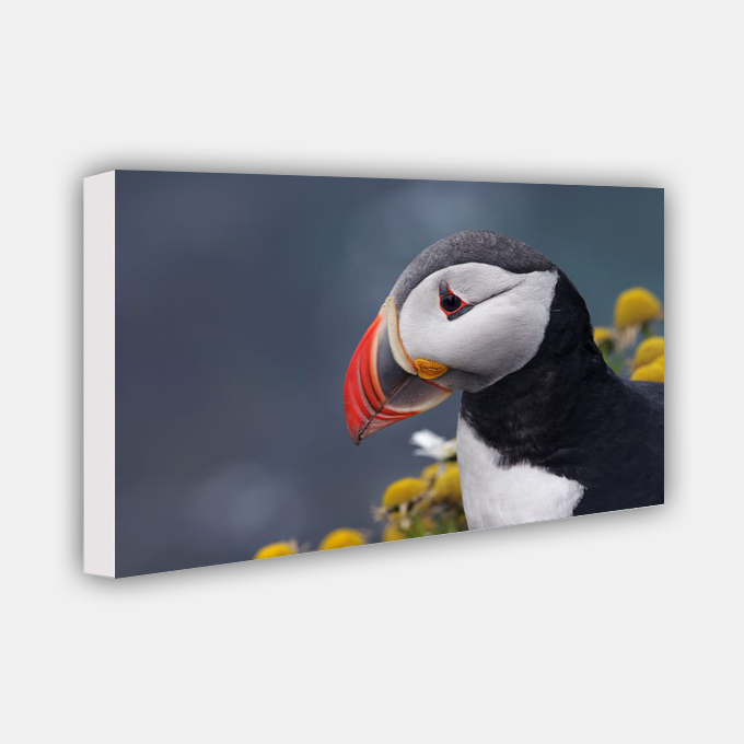 Print on Canvas - Art - Puffin side angle