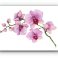 Art - Print on Canvas - ORCHID 02
